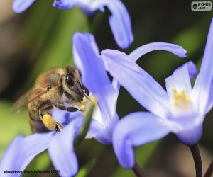 пазл Пчёлы, пчела сбора пыльцы